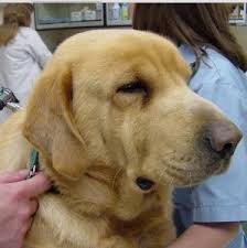 Lymphangiosarcoma in a dog presenting with massive head and neck swelling. Dog Swelling Neck Daily Dog Discoveries