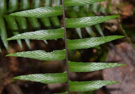 Image result for Asplenium uhligii