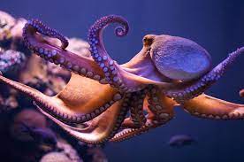 Octopus Colors Octopus Facts Animal Facts Fun Facts