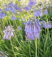 Image result for Agapanthus inapertus