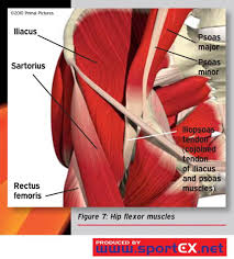 These muscles include the gluteus maximus muscle (the largest muscle in the body) and the hamstrings group, which consists of the biceps femoris, semimembranosus, and semitendinosus muscles. How To Manage A Hip Flexor Strain ð—£ ð—¥ð—²ð—µð—®ð—¯