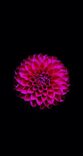 Pink Flower Flower Phone Wallpaper Flower Wallpaper Beautiful Landscape Wallpaper