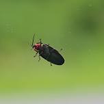 Fireflies: Nature’s Fireworks