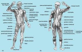 Skeletal muscles rarely work by themselves to achieve movements in the body. Muscular Human Body Systems