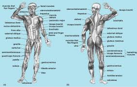 Muscle diagrams are a great way to get an overview of all of the muscles within a body region. Muscular Human Body Systems