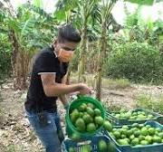 Cosecha de LIMÓN PERSA | Clima y suelo para cultivarlo | Podas en los  cultivos de Limón Persa