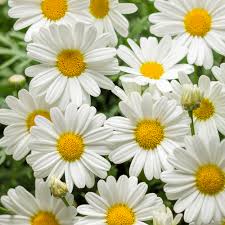 Image result for daisies