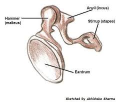 With time, the bone loss stops, and the soft areas scar. Ear Bones Bones Of The Ear Learn Bones Ear Anatomy Middle Ear Ear Diagram