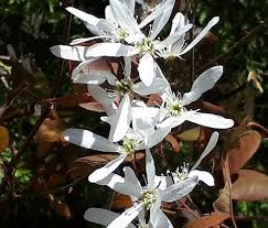The problem with having a blog, of course, is that i only will update it when i in scotland. Meaning Of Dreams About Flowers