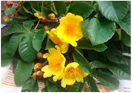 Image result for Synadenium angolense