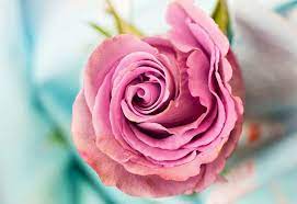 Pin By Anurag Yadav On Flower Reference Pics Beautiful Flowers Pictures Flower Images Pink Rose Flower