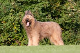A perfect braid for short hair. Briard Dog Breed Information And Pictures Petguide