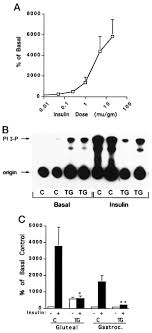Альбом фотографии на стене леонида — леонид марчуков — 257 фотографий. Impaired Insulin Signaling In Skeletal Muscles From Transgenic Mice Expressing Kinase Deficient Insulin Receptors Sciencedirect