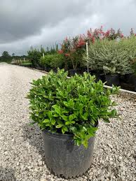 Image result for Carissa