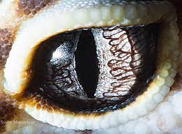 The sporcle zoo ii 12. Stunning Macro Photographs Of Animal Eyes Petapixel