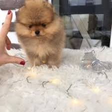 Pomeranian Mugla Fiyatlari Ikinci El Sifir Kiralik Ilanlar