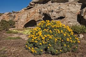 Image result for Grielum