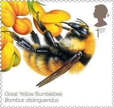 Image result for Bombus distinguendus
