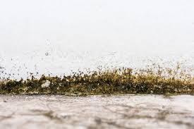 119 damp basement premium high res photos. How To Deal With Damp In Your Basement Garratt S Damp Timber