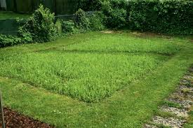 Blumenwiesen zeichnen sich durch ihre. Blumenwiese Anlegen So Wird S Gemacht Mein Schoner Garten