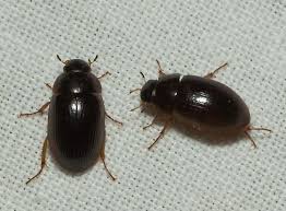 The first telltale sign that these aren't bed bugs is the black color. 6 Small Black Beetle Like Bugs Biological Science Picture Directory Pulpbits Net In 2021 Black Beetle Beetle Tiny Beetles