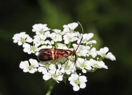 Image result for Euploca katangensis