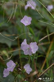 Image result for Jacquemontia paniculata