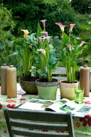 Die Calla Verschonert Den Gartentisch Calla Plant Pflanze Pflanzenfreude Pflanzen Calla Gartentisch