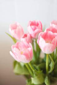 Spring Tulips Spring Tulips Flower Pictures Flowers