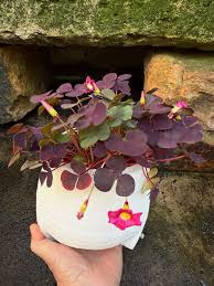 Image result for Oxalis purpurascens