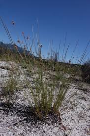 Image result for Bulbostylis oritrephes