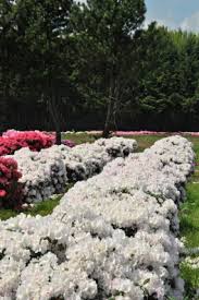 Rhododendron Y Schneekrone Rhododendron Outdoor Decor Plants