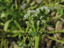 Image result for Corrigiola