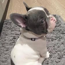 We did not find results for: French Bulldog Puppies For Sale Under 1000 Pets Lovers