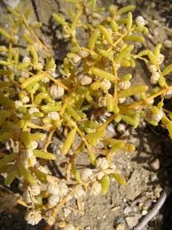 Image result for Zygophyllum simplex