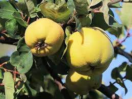 Reife früchte kannst du leicht vom baum abdrehen, die kerne sind dunkel gefärbt. Portugiesische Birnenquitte Radonia Cydonia Oblonga Radonia Baumschule Horstmann