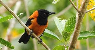Burung ini memiliki daya tarik pada suaranya yang sangat indah, lantang dan menghibur sehingga burung ini acap kali diperlombakan di kontes burung kicau. Hooded Pitohui Burung Cantik Beracun Yang Dapat Membahayakan Siapapun Disekelilingnya Boombastis