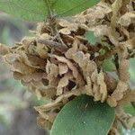 Image result for Polhillides