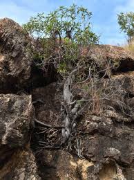 Image result for Ficus obliqua