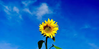 The sunflower (helianthus annuus) is a living annual plant in the family asteraceae, with a large flower head (capitulum). How To Grow Sunflowers According To A Gardening Expert
