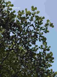 Image result for Terminalia neotaliala