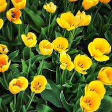 Avas flowers 45% off coupon codes and promo codes for december 2020 are updated and verified. Spring Is Near Avas Flowers Flowers Wild Flowers