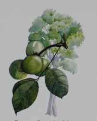 Image result for Panda oleosa