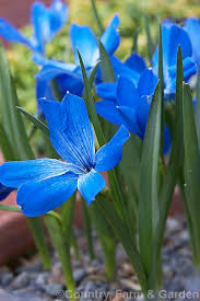 Image result for Tecophilaeaceae