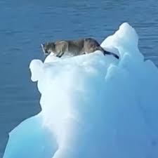 Puma women's shoes in size 9 start at $21.99. Argentinien Kapitan Entdeckt Puma Auf Einem Eisberg Blick