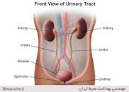 نتیجه تصویری برای ‫دانلود فایل ارائه پاورپوینت دستگاه ادراری تناسلی Urog‬‎