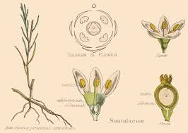 Image result for Santalaceae