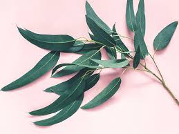 Check spelling or type a new query. 7 Impressive Benefits Of Eucalyptus Leaves