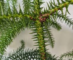 We did not find results for: Norfolk Island Pine Information And Care Guide Our House Plants