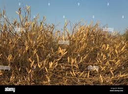Image result for Acacia hebeclada